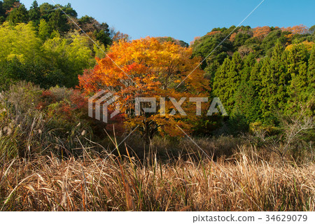 秋天的景色 34629079