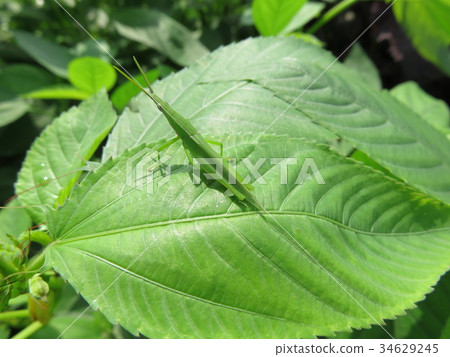 Grasshopper perching on Morohaiya leaf Grasshopper perching on Morohaiya leaf 34629245