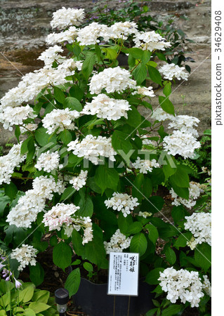 橫濱繡球花和瀨戶神社（金澤八景） 34629408