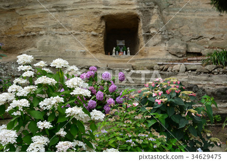 Hydrangea of Yokohama and Seto Shrine (Kanazawa Hakkei) Hydrangea of Yokohama and Seto Shrine (Kanazawa Hakkei) 34629475