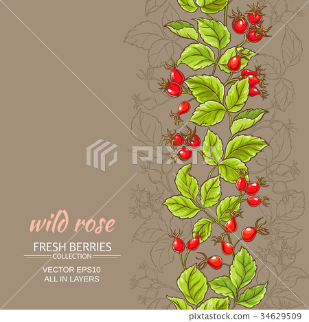 wild rose vector pattern wild rose vector pattern 34629509