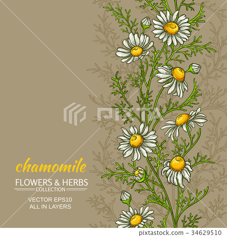 chamomile vector background chamomile vector background 34629510
