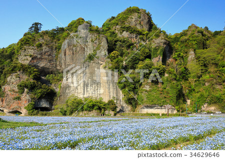 Kuramakei spring, fresh green cultivar and nemophila 34629646