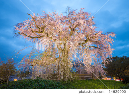 Cherry Blossom in Maruyama Park, Kyoto, Japan 34629900