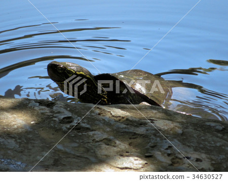 Turtle's re-landing 34630527