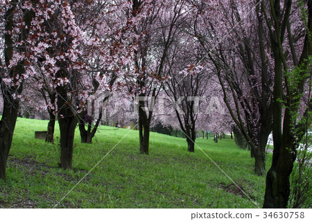 Fruit flowers in the earliest springtime 34630758