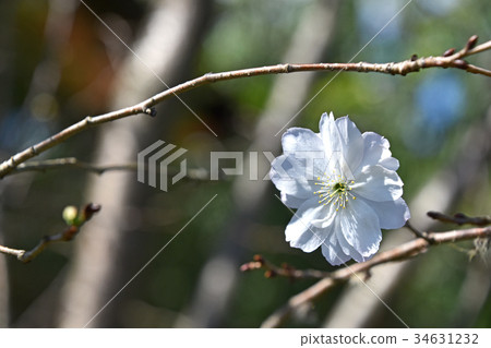 Dugongsakura (October cherry tree) 34631232