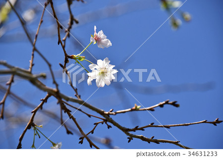Dugongsakura (October cherry tree) Dugongsakura (October cherry tree) 34631233