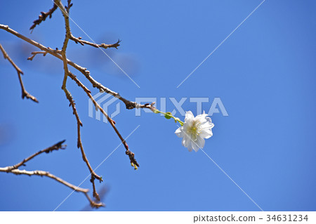Dugongsakura (October cherry tree) Dugongsakura (October cherry tree) 34631234