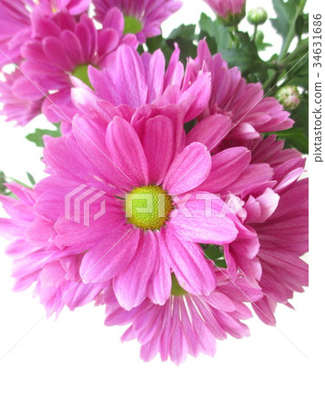 Pink chrysanthemum flowers 34631686