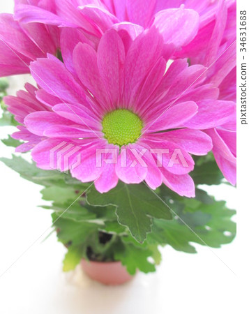 Pink chrysanthemum flowers Pink chrysanthemum flowers 34631688