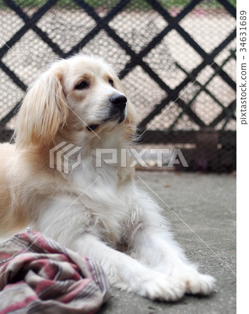cute lovely white long hair young dog front door cute lovely white long hair young dog front door 34631689