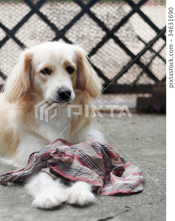 cute lovely white long hair young dog front door cute lovely white long hair young dog front door 34631690