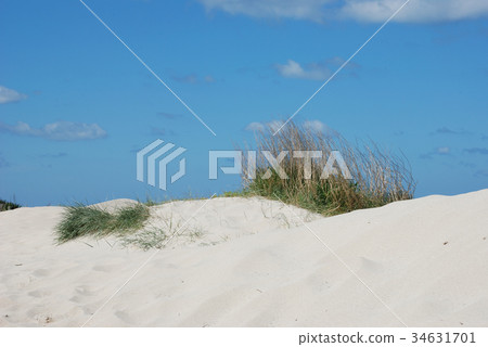 Dune with flowers and marram grass 34631701