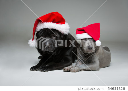 thai ridgeback puppy and shar pei dog 34631826