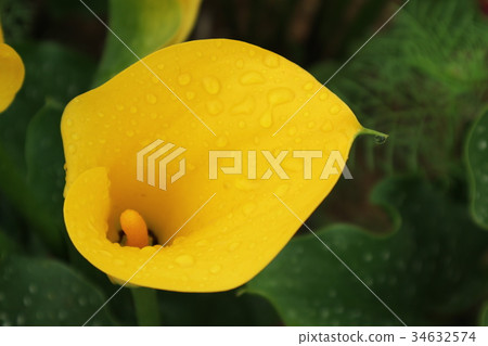 Many color calla lily flowers at Taoyuan in Taiwan Many color calla lily flowers at Taoyuan in Taiwan 34632574