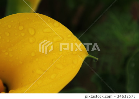 Many color calla lily flowers at Taoyuan in Taiwan 34632575