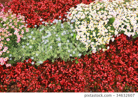 fresh beautiful flowers background texture wallpag 34632607