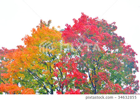 Autumn foliage background. 34632855