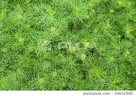 leaf texture background leaf texture background 34632906