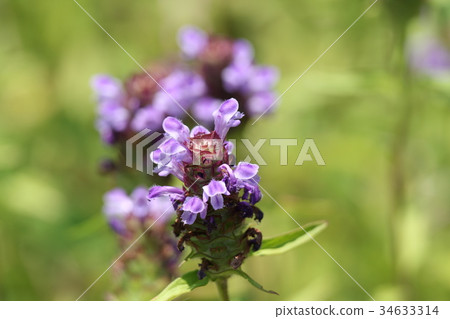 薰衣草 薰衣草 34633314
