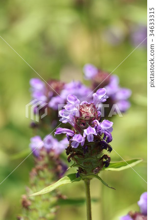 lavender 34633315