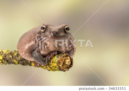 White's tree frog.  Also known as the dumpy frog 34633351