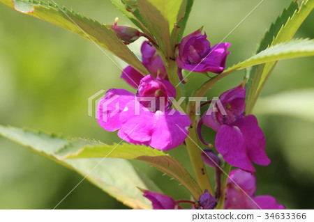 Garden Balsam Garden Balsam 34633366