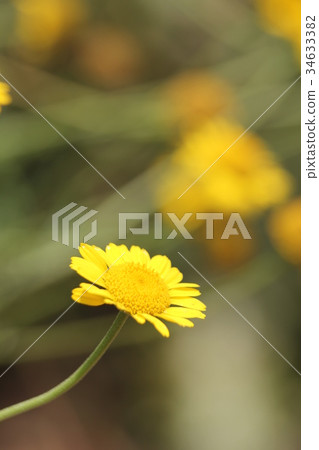 Dyers洋甘菊 Dyers洋甘菊 34633382