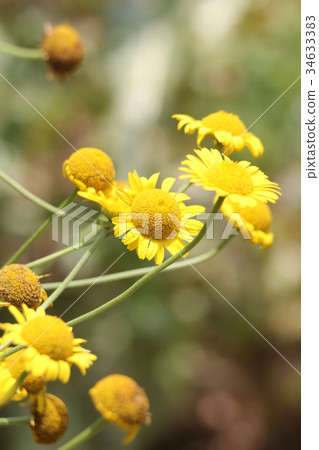 Dyers chamomile 34633383