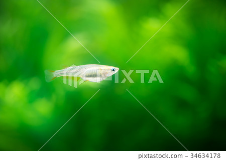 Medaka在水族館 34634178