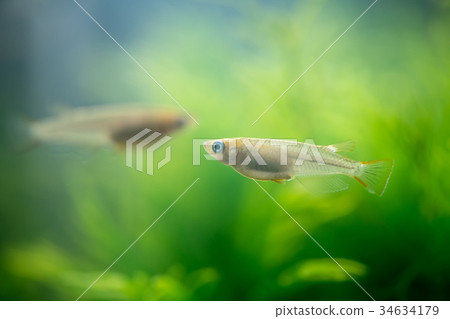 Medaka在水族館 34634179
