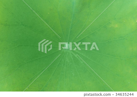close-up on lotus leaf texture close-up on lotus leaf texture 34635244