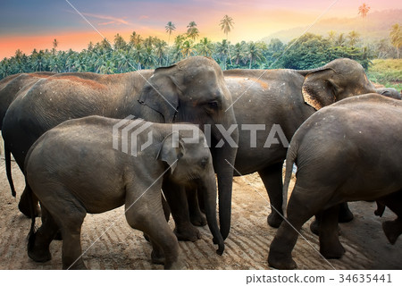 Elephants in the jungle 34635441