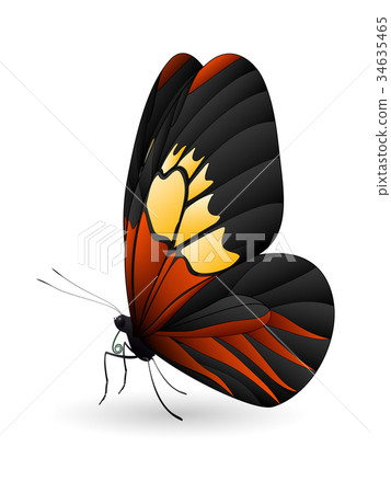 Beautiful butterfly isolated on a white background 34635465