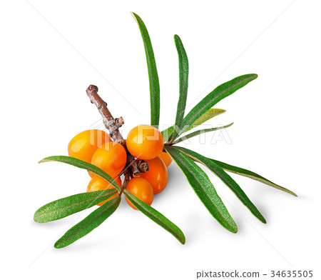 Seabuckthorn berries with leaves 34635505