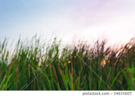 Blurred cattail and reeds background. Blurred cattail and reeds background. 34635607
