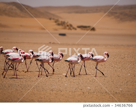 Flamingo march in Namib desert  34636766