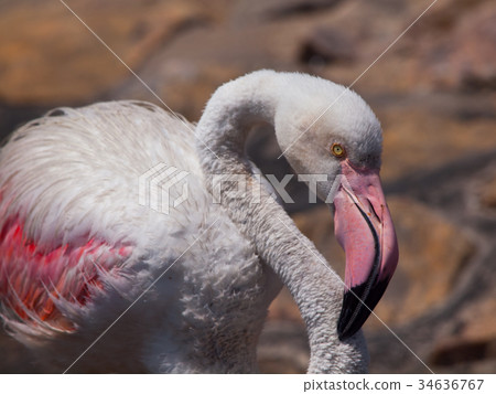 Flamingo detail Flamingo detail 34636767