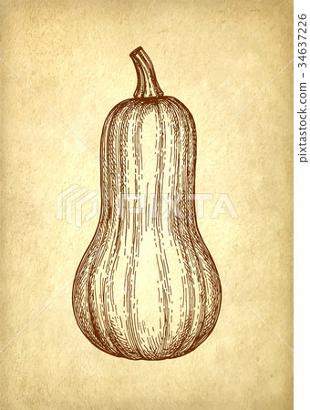 Ink sketch of butternut squash Ink sketch of butternut squash 34637226