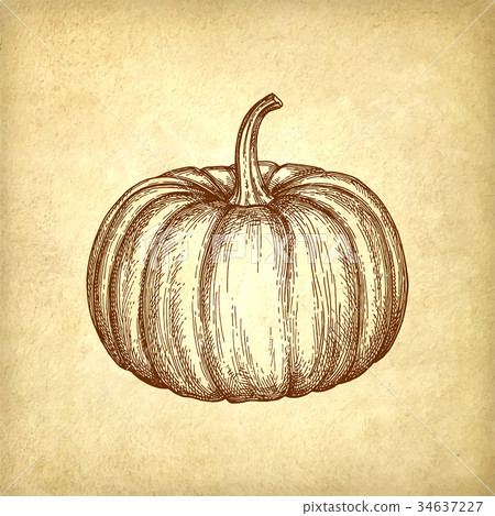 Ink sketch of pumpkin Ink sketch of pumpkin 34637227
