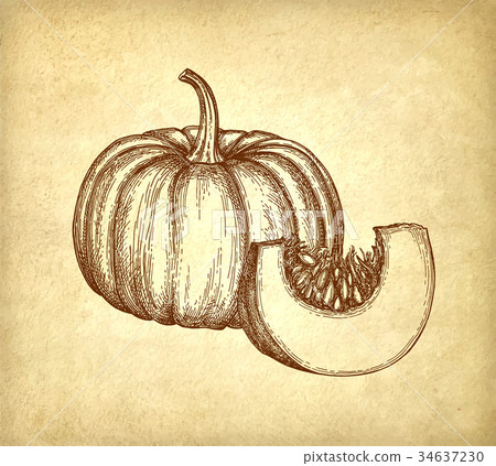 Ink sketch of pumpkin 34637230