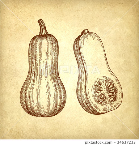 Ink sketch of butternut squash 34637232