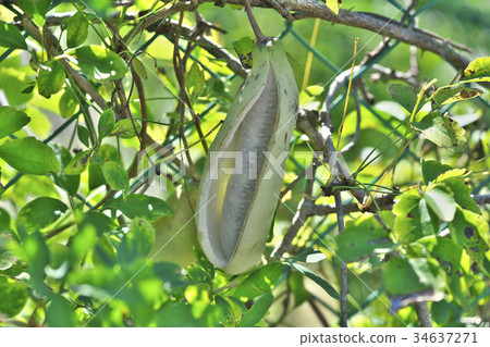 White Akebi White Akebi 34637271
