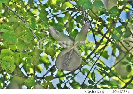 White Akebi White Akebi 34637272