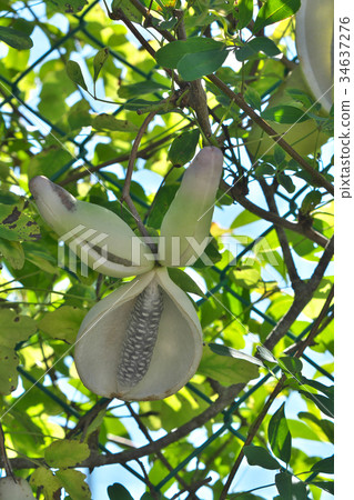 White Akebi 34637276