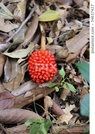 Autumn scenery (fruit of moth) 34637427