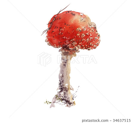 Amanita boletus mushroom, hand drawn watercolor Amanita boletus mushroom, hand drawn watercolor 34637515