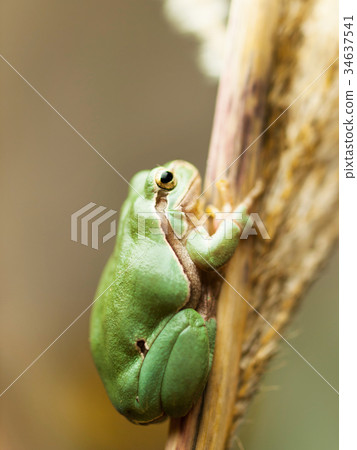 European common tree frog on reed - Hyla arborea European common tree frog on reed - Hyla arborea 34637541