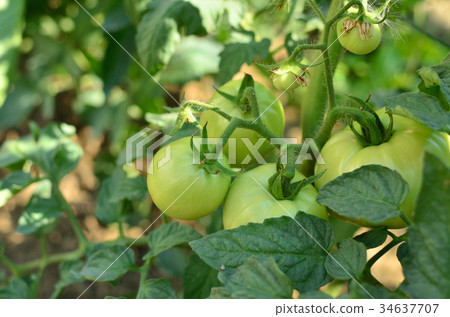 Unripe tomatoes on a stalk Unripe tomatoes on a stalk 34637707